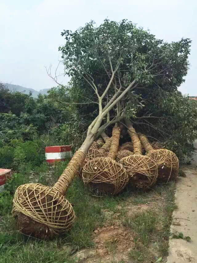 銀杏種植基地