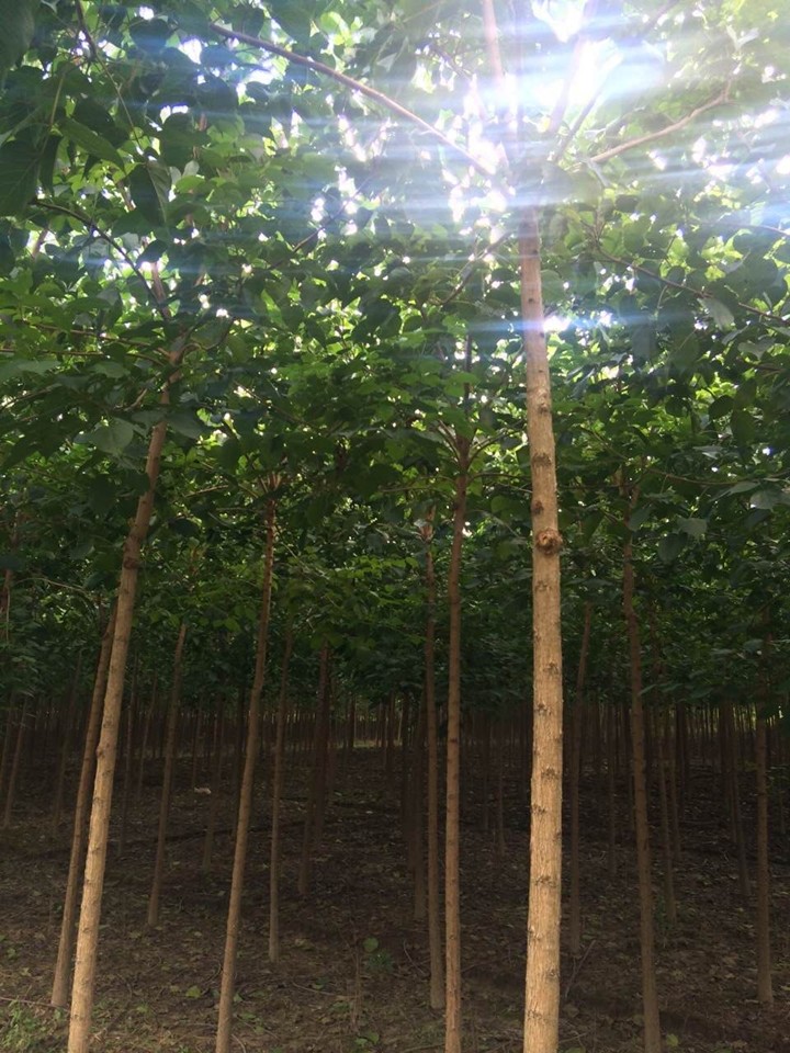 大葉女貞種植基地