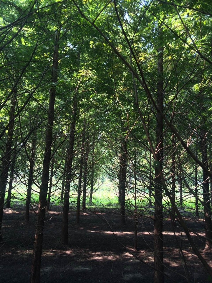 銀杏種植基地