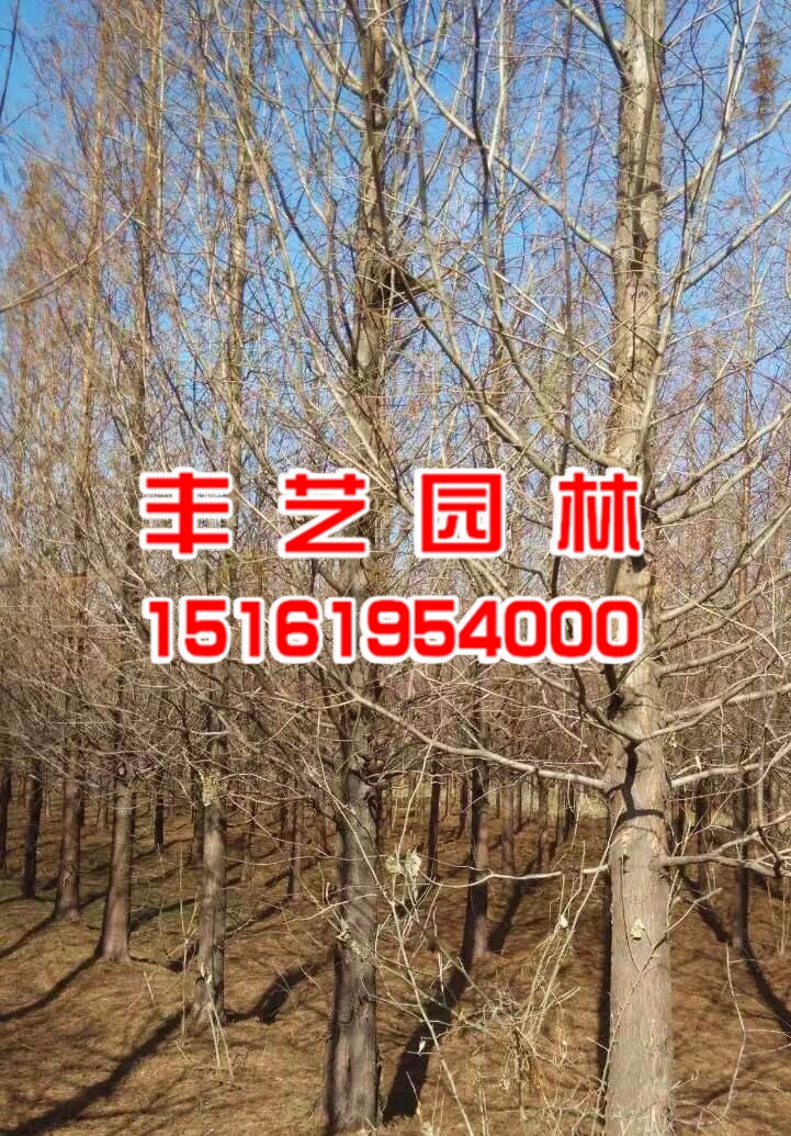 水杉樹苗價格